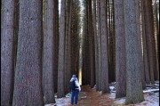 In the Sugar Pine Forest, Laurel Hill, New South Wales