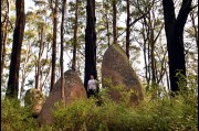 Near the top of Mount Dromadary (Gulaga) New South Wales