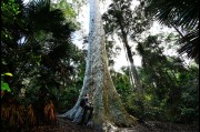 At the huge old blotchy gum tree on the South Coast