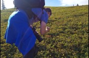 Picking Blue Berries in the Denali State Park, Alaska