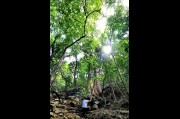 Red Cedar Forest, Illawarra Escarpment