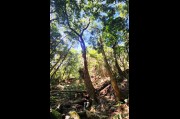 Red Cedar Forest, Illawarra Escarpment