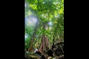 Red Cedar Forest, Illawarra Escarpment