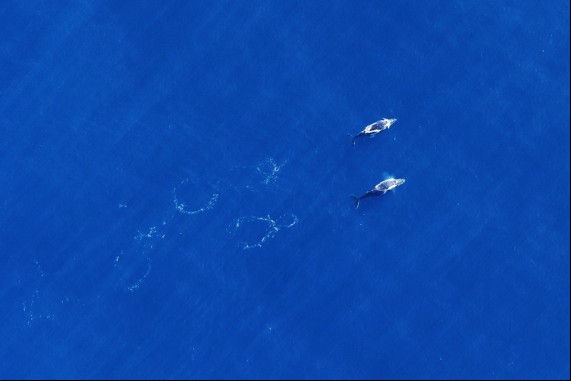 Two Whales, Kiama 