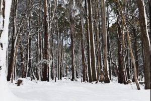 Wintery Woods 