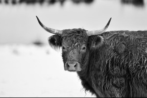 Cold Cow