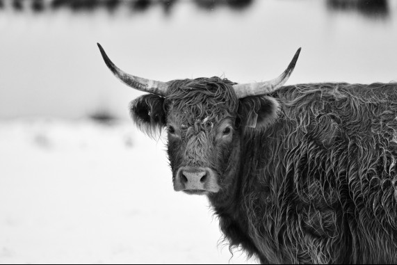 Cold Cow