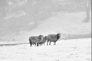 Sheep in the Snow