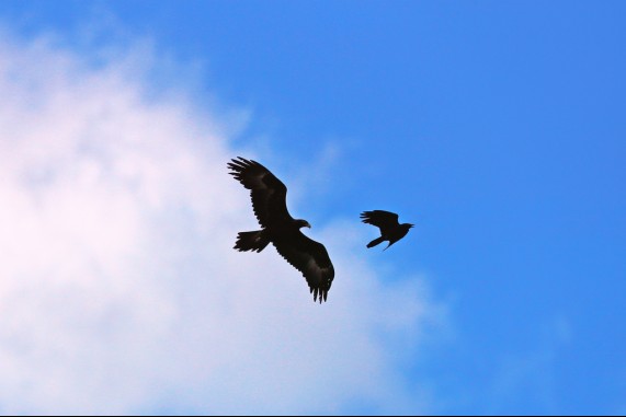 An Eagle and a Crow
