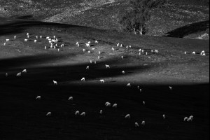 Lamb Hill