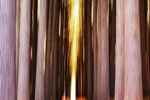 The Abstract Forest 