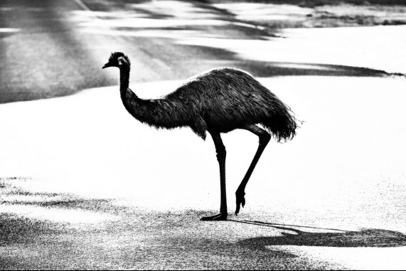 Emu Walk 