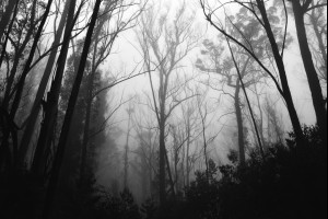Fog of the Forest