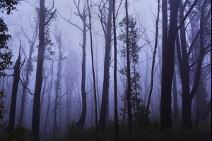 The Darkest Forest 