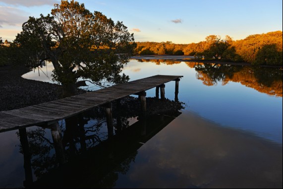 Light on the Mangroves