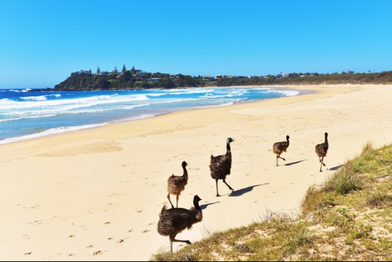 Emus on the Beach