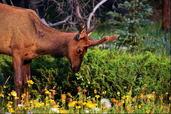 Elk in the Meadow