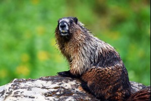 North American Beaver 