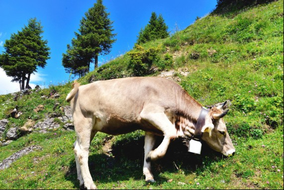 A Swiss Cow