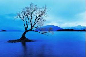 The Wanaka Tree