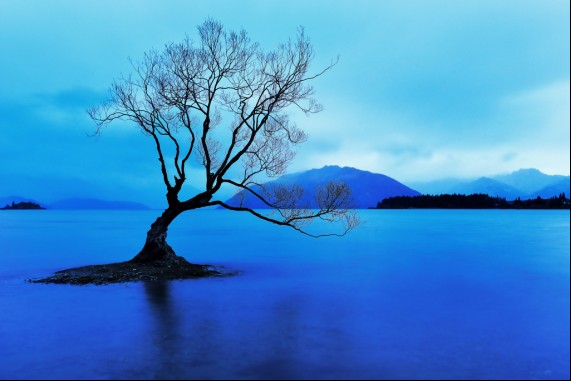 The Wanaka Tree