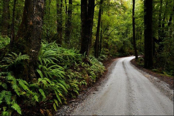 Rainforest Road