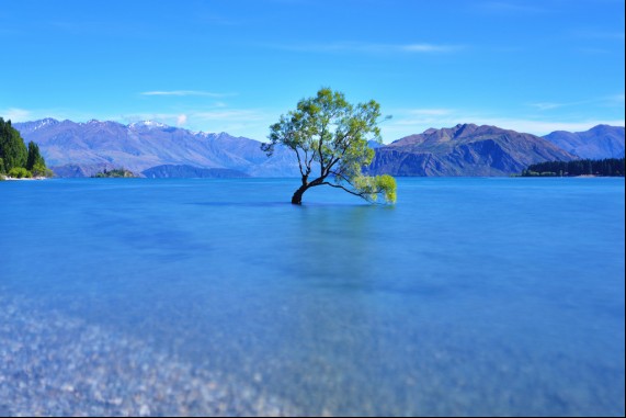A Tree on the Lake
