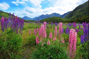 The Lupins
