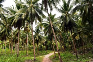 Coconut Forest