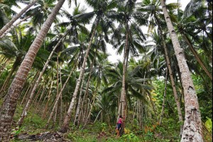 Coconut Canopy