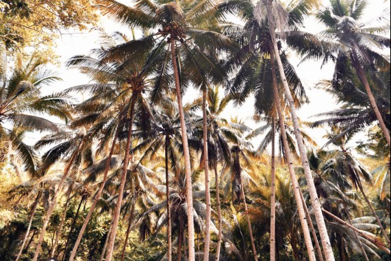 Those Coconut Trees