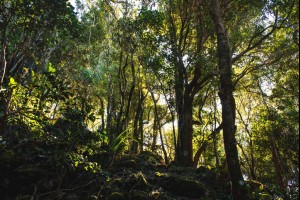 Noorinan Forest