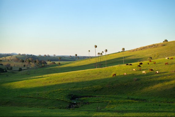 Cabbage Tree Valley