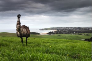 Kathryn's Emu