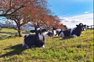 Kiama Cows