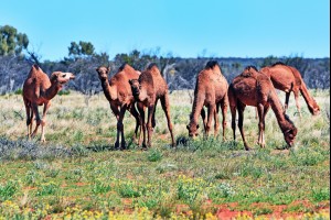 Wild Camels
