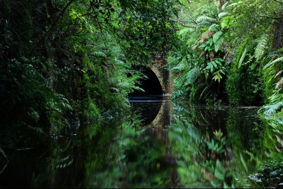 The Jungle Tunnel