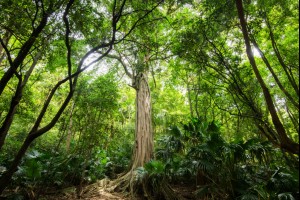 The Beautiful Fig The Beautiful Fig