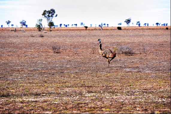 The Lone Emu