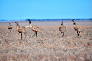 Emus of the Desert