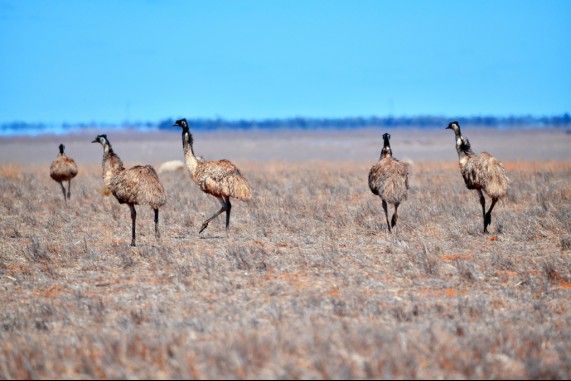 Emus of the Desert