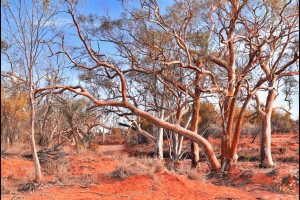 Red River Gums