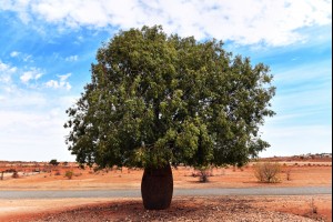 The Old Boab Tree