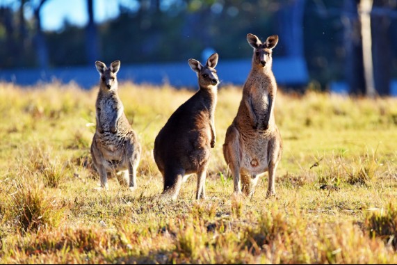 Cuttagee Kangaroos