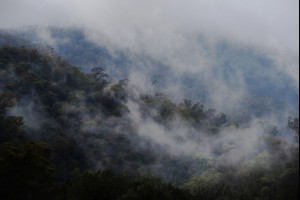 Fog on the Mountains