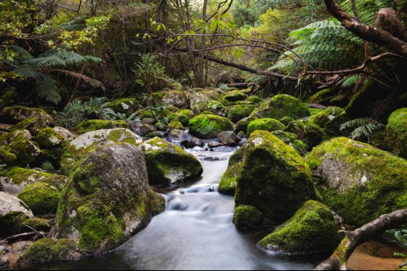 Mossy Boulders