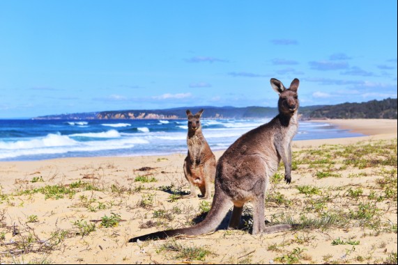 Kangaroos on the Beach