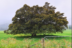 Tongarra Tree