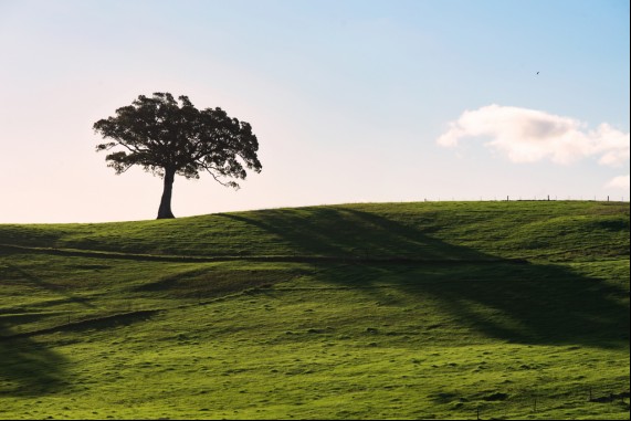 The Dunmore Tree