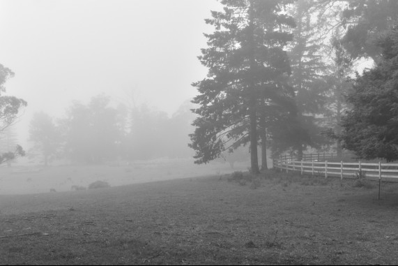The Bowral Fog